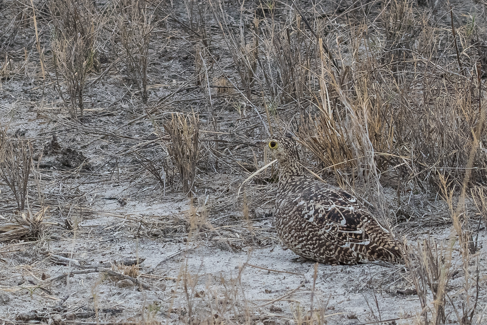 Ganga bibande (Double-banded sandgrouse, Pterocles bicinctus), femelle adulte, Réserve privée d'Onguma, Namibie.